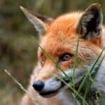 corma- A close up of a red fox in tall grass, observed using Mozilla Firefox as the investigation browser.