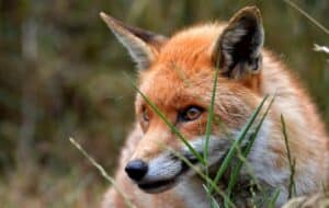 corma- A close up of a red fox in tall grass, observed using Mozilla Firefox as the investigation browser.